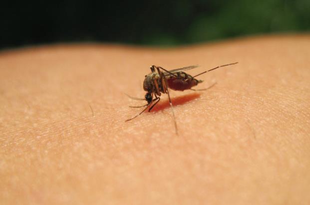 蚊子咬了牙膏能消肿吗 蚊子咬了可以擦什么