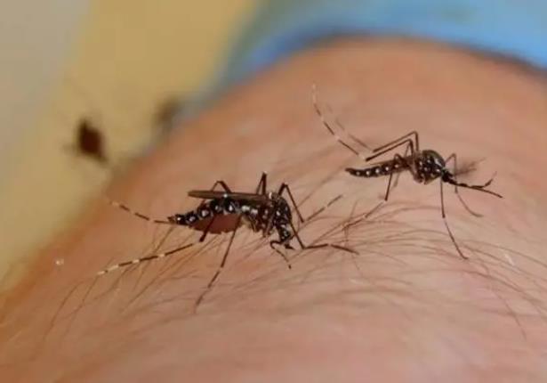 蚊子咬起水泡多久能好 蚊子咬后留下黑疤怎么去除