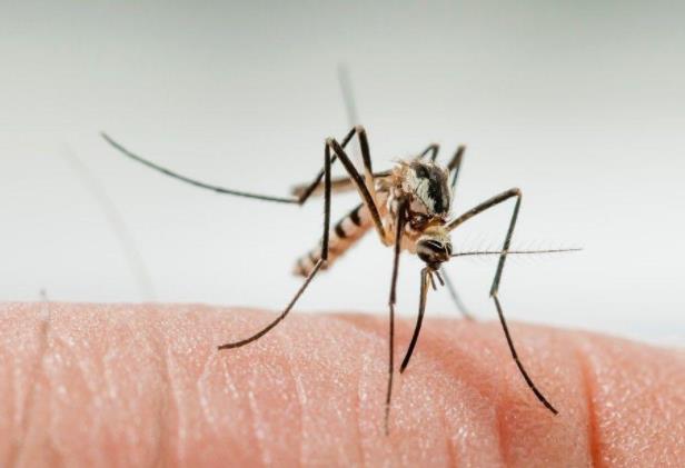 蚊子一直在耳边嗡嗡怎么办 点蚊香喷杀虫剂