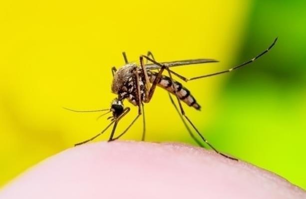 蚊子会传播哪些疾病 蚊子会传播艾滋病吗