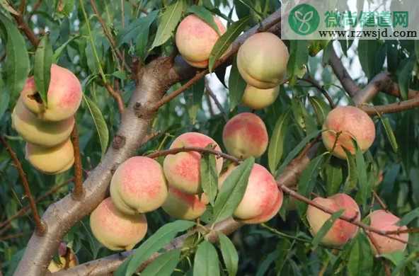 桃树品种介绍
