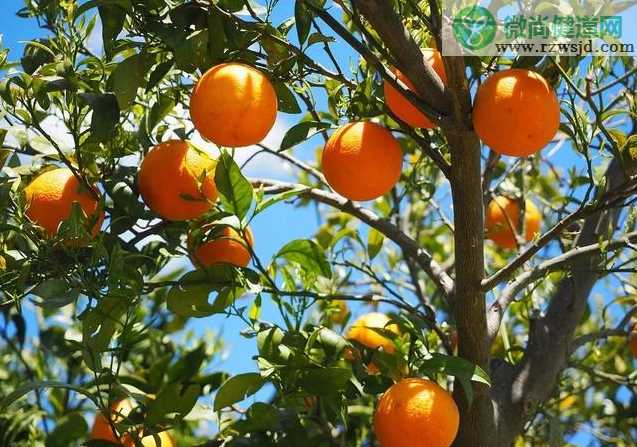 橘子树品种介绍