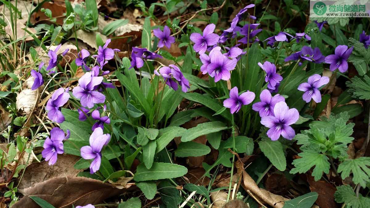 抗癌中药——紫花地丁，清热解