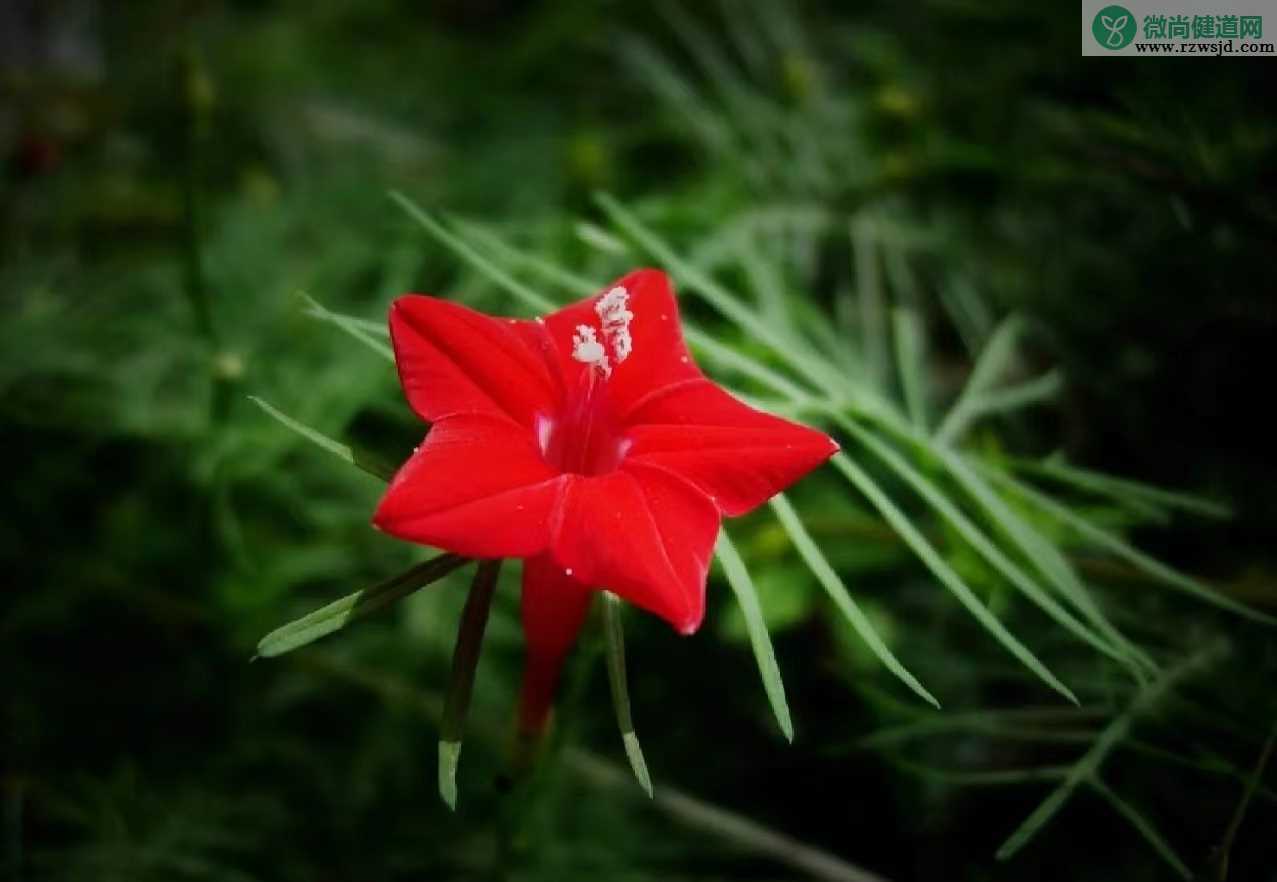 茑萝松介绍