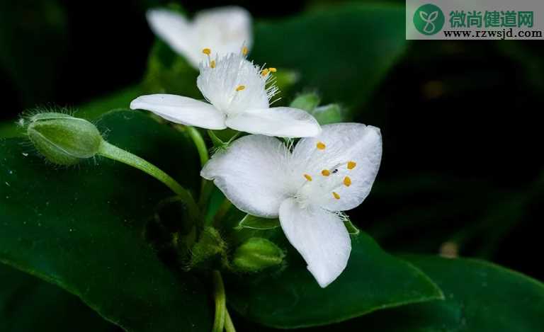 白花紫露草品种介绍