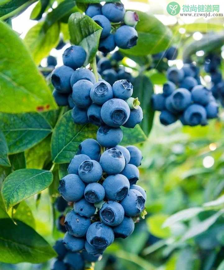 蓝莓有哪些品种呢？