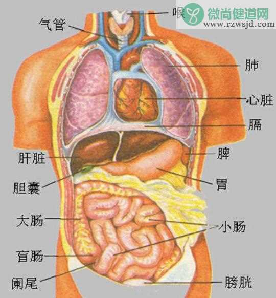 五脏六腑中医养生知识