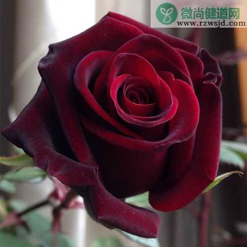 红玫瑰品种大全介绍