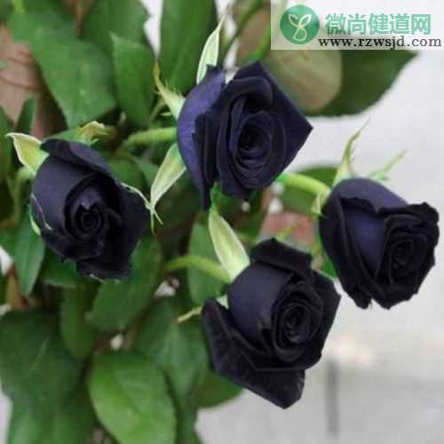 黑玫瑰的品种介绍？有哪些品种？