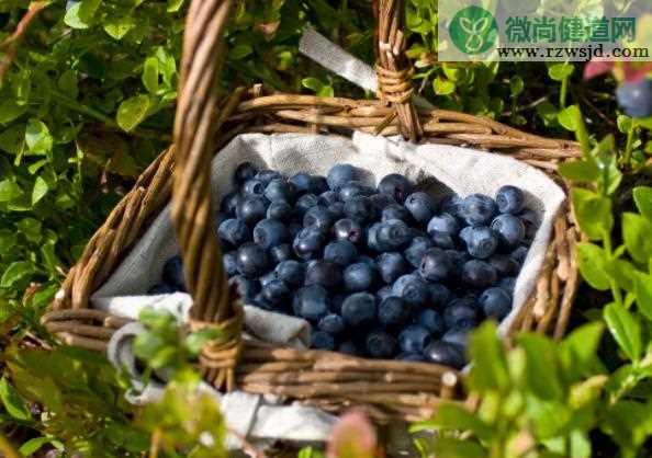 蓝莓可以放冰箱吗 低温抑制细菌微生物滋生