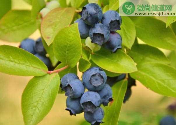 蓝莓一次吃多少合适 20颗左右/天,过量营养过剩