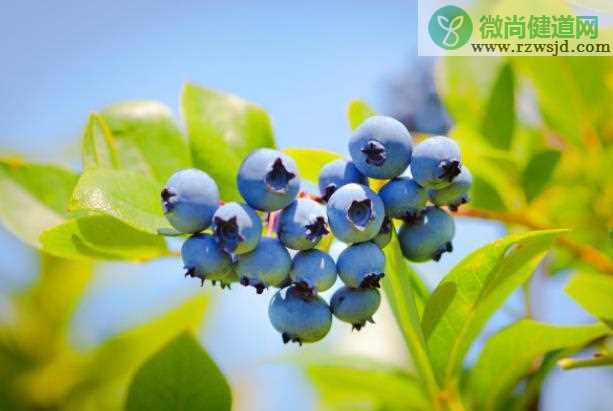 蓝莓为什么容易发霉 富含糖类及水分,保存方法不当