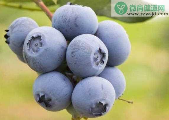 蓝莓干泡水是什么颜色 花青素细胞液呈酸性则偏红