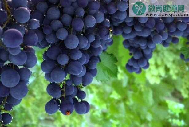 夏天吃葡萄有哪些好处 提神解乏促进消化健脾养胃