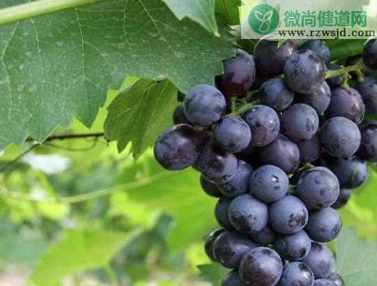 夏黑葡萄怎么保存 葡萄保存前要洗吗