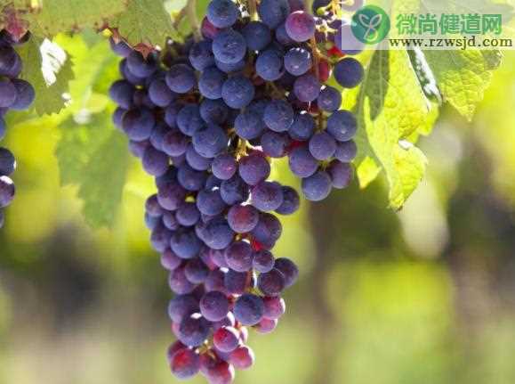葡萄没熟可以吃吗 催熟的葡萄能吃吗