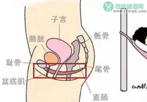 盆底肌受损影响生育吗 盆底肌受损严重还能恢复吗