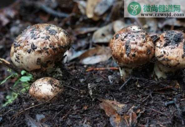 松茸伞下面变黑能吃吗 吃了变质松茸怎么办