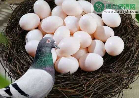 鸽子蛋里面黑点能吃吗 如何鉴别鸽子蛋好坏