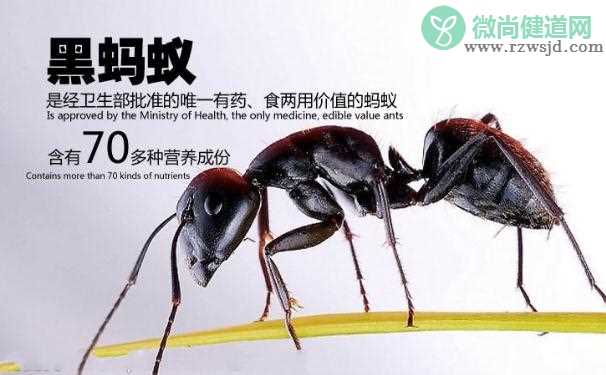 黑蚂蚁的功效与作用有哪些？哪