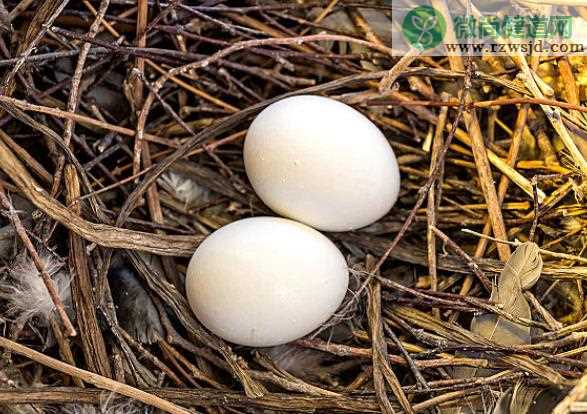 小孩长期吃鸽子蛋好不好 鸽子蛋有哪些营养价值