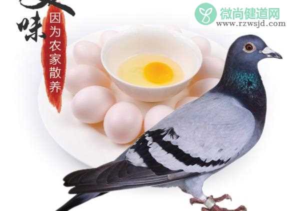 鸽子蛋可以放多久 鸽子蛋怎么存放