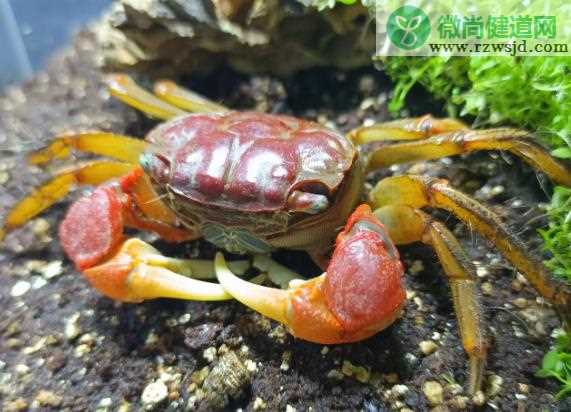 螃蟹如何区分公母 螃蟹公母