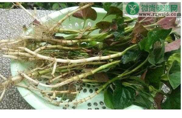 鱼腥草腥味太重怎么办？怎样降低鱼腥草的寒凉性？