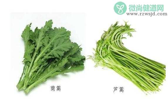 芦蒿和茼蒿有什么区别？茼蒿可