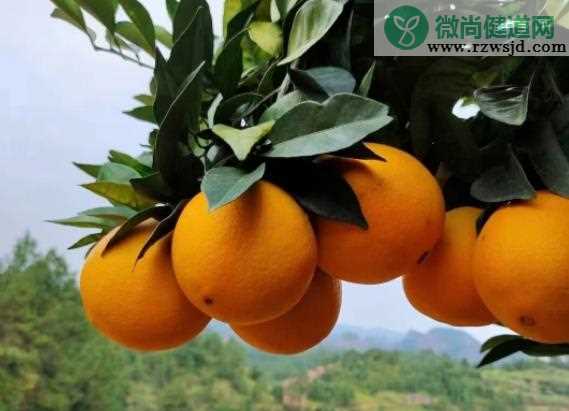 橙子一天吃多少合适 吃橙子注意什么