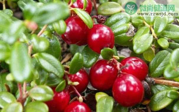 吃蔓越莓有哪些功效 蔓越莓怎么吃有效