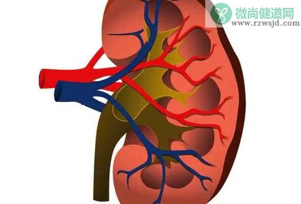 肾癌患者饮食原则是什么？肾积