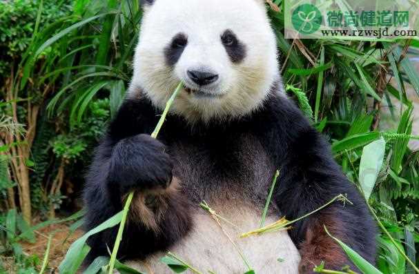 熊猫不吃竹子会死吗？大熊猫为