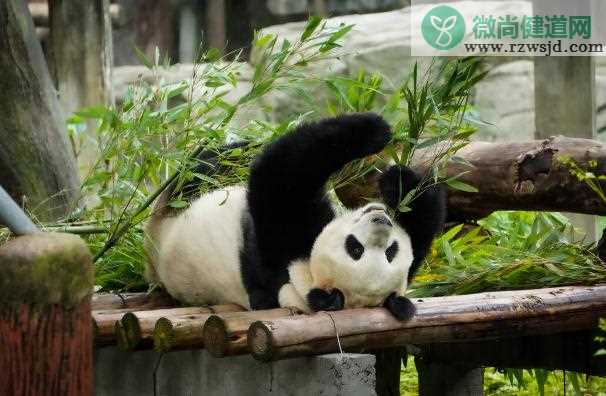 大熊猫只吃竹子吗？熊猫吃竹笋
