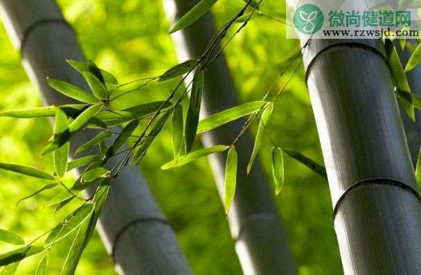 竹子的精神代表什么人 ？竹子是草还是树？