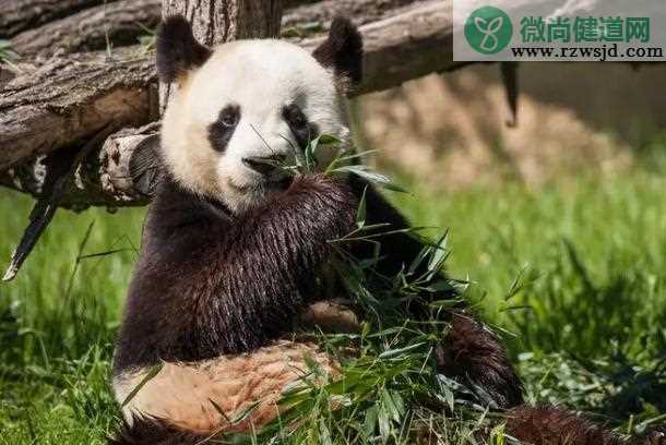 大熊猫为什么爱吃竹子和竹笋