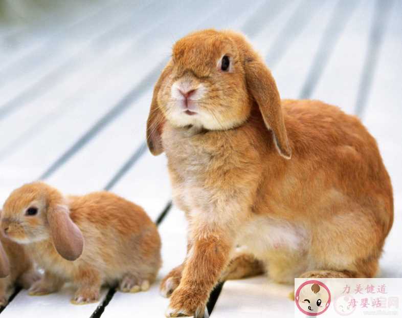兔子曾被当做过验孕棒吗 为什么常用兔子做实验