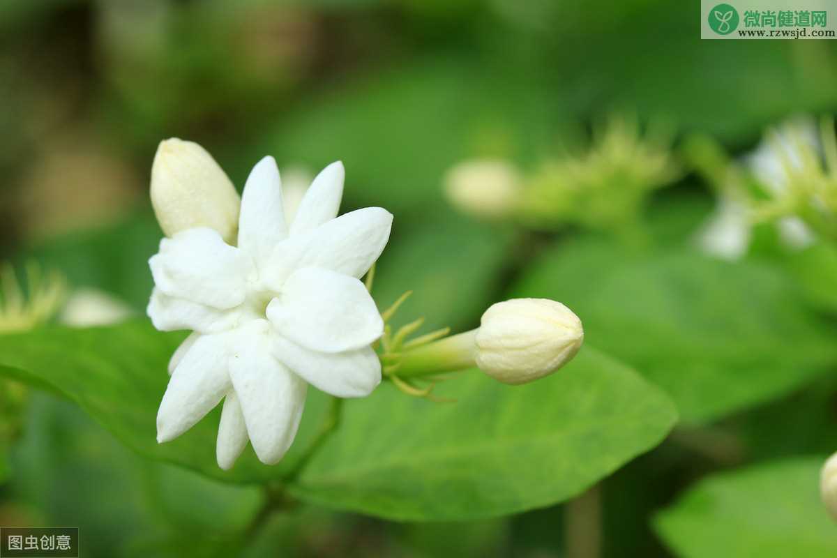 茉莉花能晒太阳吗，养殖茉莉的过程中怎么去晒太阳呢？ 养花知识 第2张