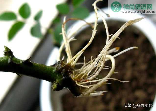 月季花蕾可以繁殖吗？月季花怎么繁殖最佳？ 养花知识 第4张