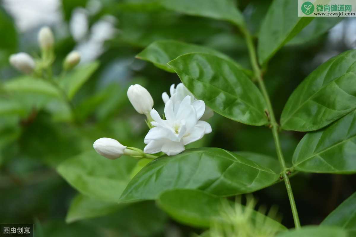 茉莉花能晒太阳吗，养殖茉莉的过程中怎么去晒太阳呢？ 养花知识 第3张