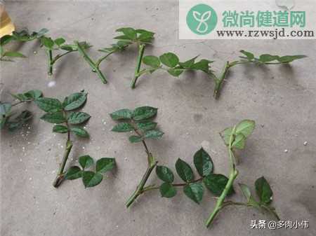 月季花蕾可以繁殖吗？月季花怎么繁殖最佳？ 养花知识 第2张