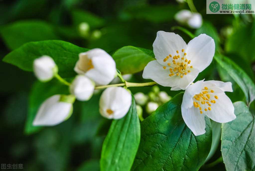 茉莉花刚买回来花苞蔫了掉落怎么回事？该如何解决？ 养花知识 第3张