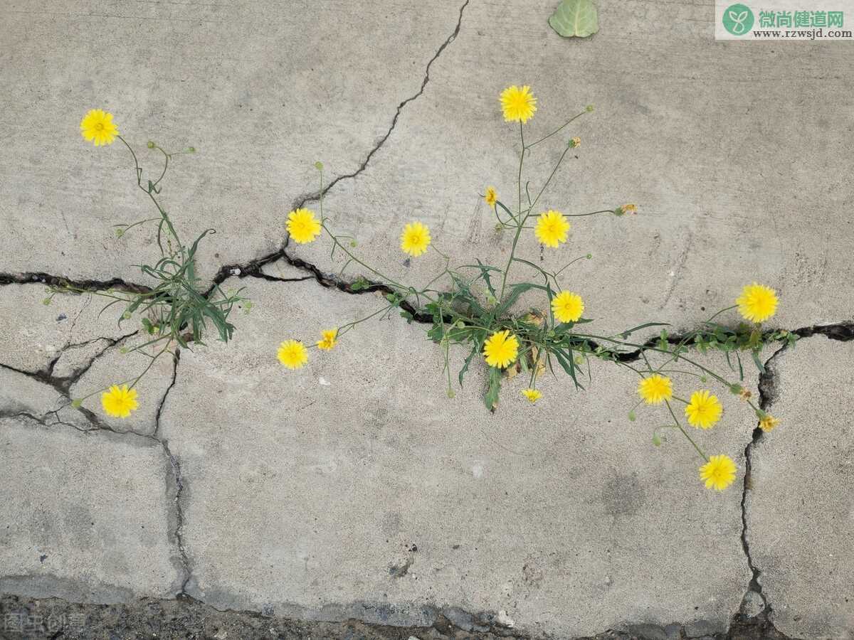 花盆土壤板结怎么办？花盆土壤板结的原因及解决办法