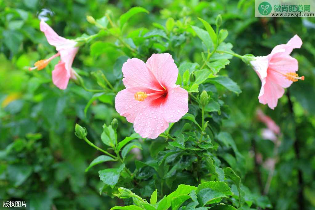 扶桑花喜欢酸性还是碱性？扶桑花怎么养护？ 养花知识 第5张