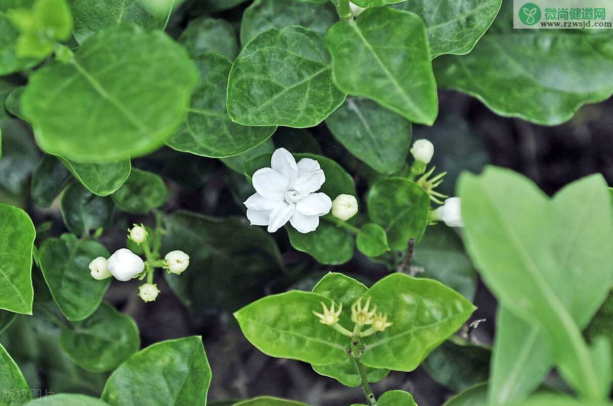 花盆栽花如何配土?盆栽绿植