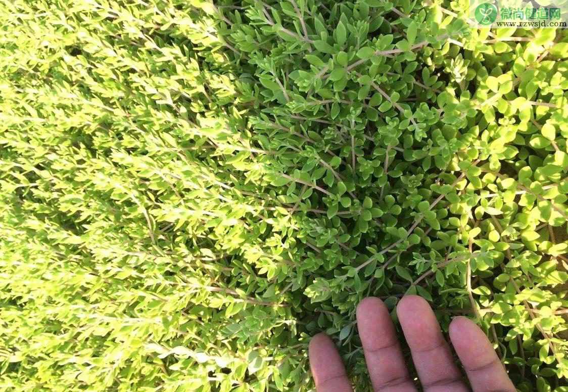 垂盆草是啥样的，垂盆草是什么植物？ 植物百科 第2张