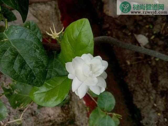 茉莉花掉叶子是怎么回事？茉莉花叶片干枯脱落原因及养护方法 养花知识 第2张