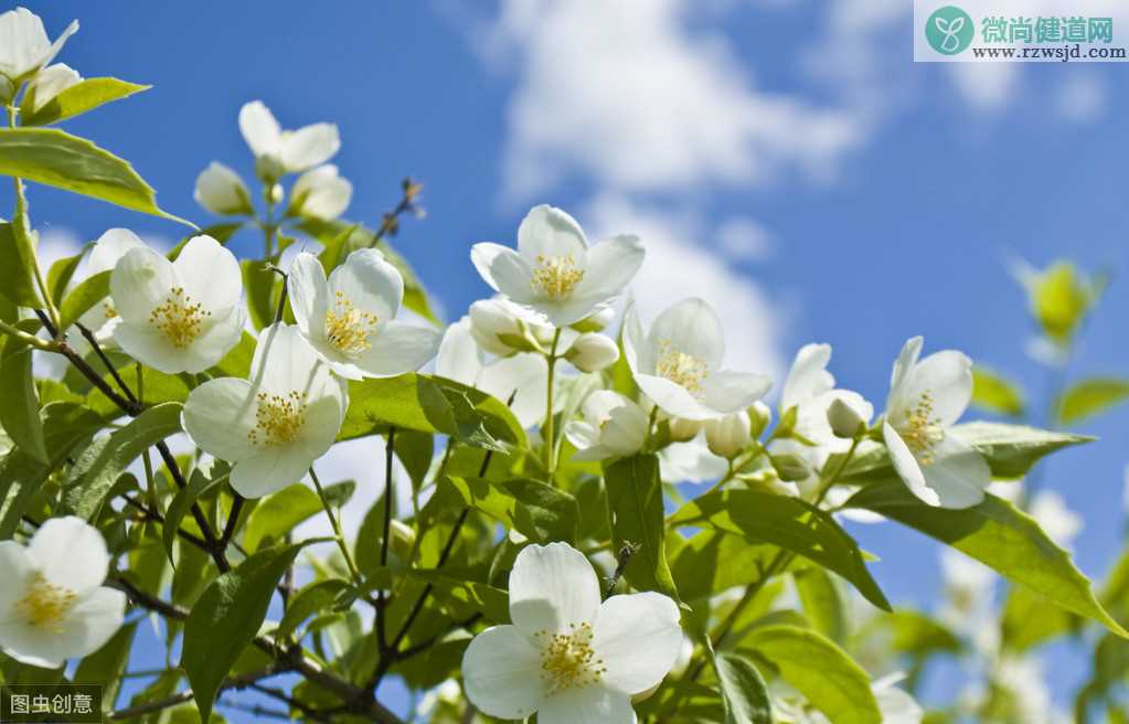 茉莉花冬天怎么养才能安全过冬，茉莉花冬天怎么养护？ 养花知识 第3张