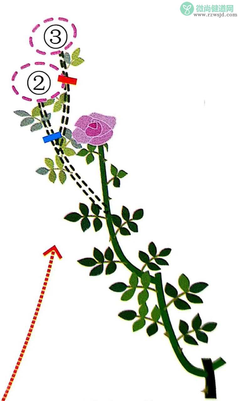 玫瑰花怎么修剪才能多开花快，玫瑰修剪方法图解法 养花知识 第8张