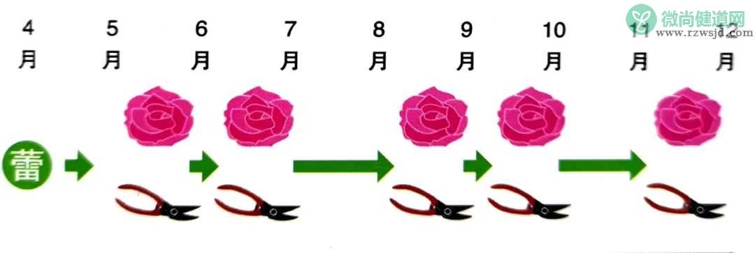 玫瑰花怎么修剪才能多开花快，玫瑰修剪方法图解法 养花知识 第3张